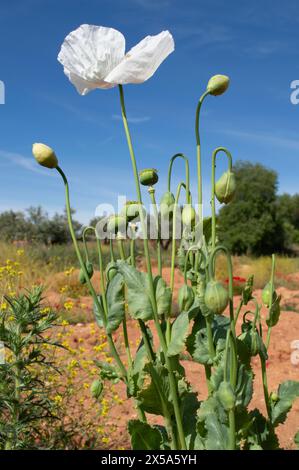 Weißer Mohn blüht im Frühling, weiße Blumen Stockfoto