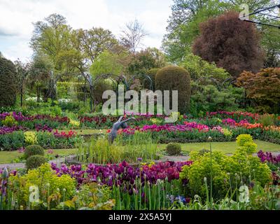 Chenies Manor Sunken Garden and Pond, Buckinghamshire. Reihen von leuchtenden Orangen, rosa, roten und violetten Tulpen an einem sonnigen Nachmittag im April. Stockfoto