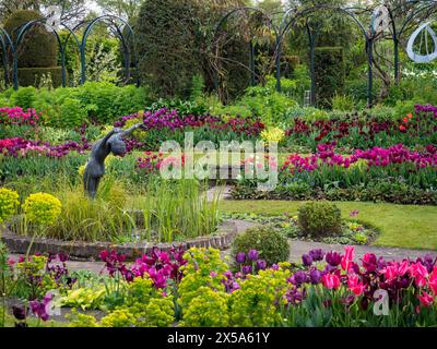 Chenies Manor Sunken Garden and Pond, Buckinghamshire. Reihen von leuchtenden Orangen, rosa, roten und violetten Tulpen an einem sonnigen Nachmittag im April. Stockfoto