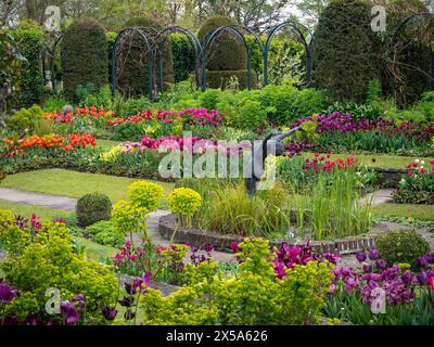 Chenies Manor Sunken Garden and Pond, Buckinghamshire. Reihen von leuchtenden Orangen, rosa, roten und violetten Tulpen an einem sonnigen Nachmittag im April. Stockfoto