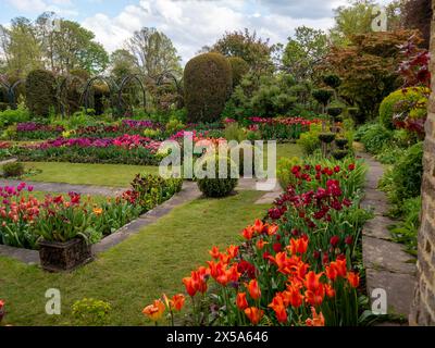 Ecke Chenies Manor Garden, Buckinghamshire, mit leuchtenden Orangen-, Rosa-, Rot- und violetten Tulpen an einem sonnigen Nachmittag Ende April. Stockfoto