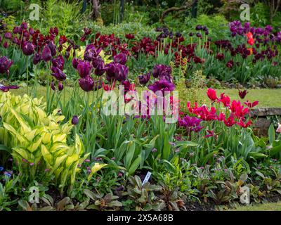 Chenies Tulip grenzt im April im versunkenen Garten. Tulipa Purple Lady. Puppen Minuet; dunkelviolett, dunkelrot und leuchtend rosa Blüten mit Hosta. Stockfoto