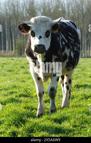 Normandie Race Normand Kuh im Feld in Orne, Unternormandie Frankreich Stockfoto