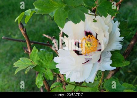 Paeonia suffruticosa wächst im Gewächshaus. Weiße Pflanze. Auffällige Blumen. Romantische Blumen. Frühlingsblüte. Stockfoto