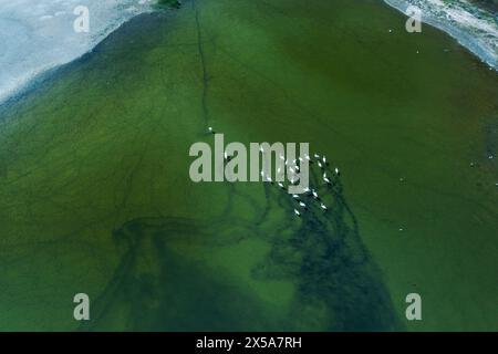 Aus der Vogelperspektive auf Flamingos, die sich im grünen Wasser der Salzseen von Toledo in Spanien sammeln Stockfoto