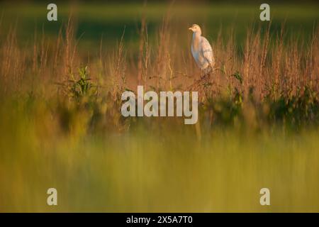 Ein ruhiges Bild, das einen einsamen Rinderreiher in einem üppigen Feld hoher, sonnendurchfluteter Gräser in der Abenddämmerung einfängt Stockfoto