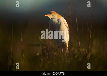 Ein ruhiger Rinderreiher steht inmitten von Gras, gefangen im weichen, warmen Licht der Dämmerung Stockfoto