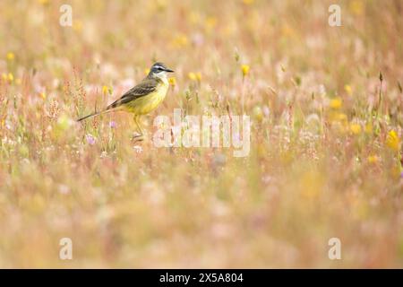 Ein leuchtend gelber Bachstelz hebt sich auf einer traumhaften Wiese hervor, umgeben von einem Wandteppich aus Wildblumen in einer weichen Umgebung Stockfoto