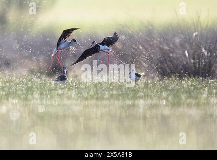 Eine Gruppe schwarzgeflügelter Stelzen hebt sich inmitten eines Sprühnebels von Wassertröpfchen ab und schafft eine dynamische Szene in einer ruhigen Feuchtlandschaft. Stockfoto