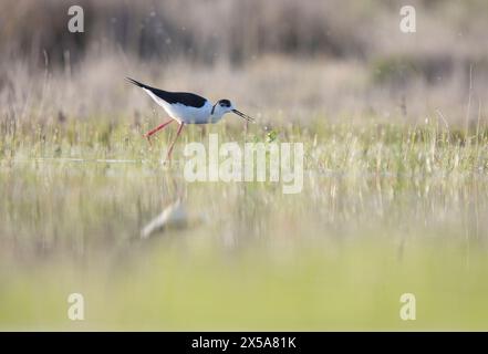 Ein ruhiges Bild, das eine Schwarzflügelstelze in ihrem natürlichen Lebensraum erfasst, die zart in den flachen Gewässern eines Feuchtgebiets mit sanftem Morgenlicht i auf der Suche ist Stockfoto