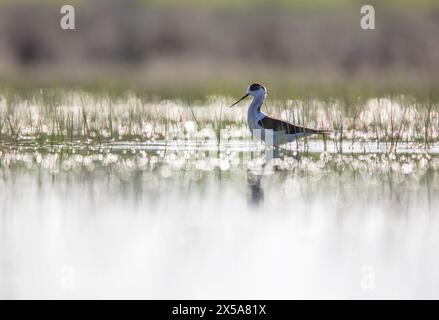 Ein heiteres Bild eines schwarzgeflügelten Stelzes, der anmutig in seichten Gewässern weht, inmitten reflektierender Wellen und weiches, strahlendes Licht. Stockfoto