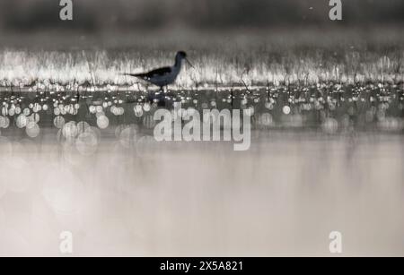 Ein ruhiges Bild, das die zarte Silhouette einer schwarzen Stelze einfängt, die im ruhigen Wasser weht, mit einer Kulisse mystischer Bokeh-Lichtreflexe Stockfoto