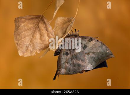 Der Kallima inachus, auch bekannt als der indische Blattfalter, ahmt ein trockenes Blatt fachmännisch nach und zeigt eine unglaubliche natürliche Tarnung gegen eine goldene Ba Stockfoto