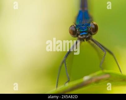 Ein Makrofoto, das die komplizierten Details einer lebendigen blauen Damselfliege auf der Kurve eines grünen Blattes mit weichem Hintergrund einfängt Stockfoto