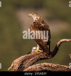 Ein markanter Bonelli-Adler, Aquila fasciata, thront auf einem knorrigen Baumzweig und zeigt seinen kräftigen Schnabel und seinen intensiven Blick Stockfoto