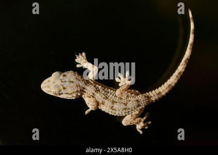Eine detaillierte Nahaufnahme eines Common Wall Gecko, bekannt als Tarentola mauritanica, isoliert auf einem dunklen Hintergrund, der seine strukturierte Haut und seinen einzigartigen Aufstieg zeigt Stockfoto
