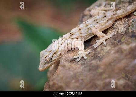 Eine detaillierte Nahaufnahme, die die komplizierten Muster und Textur einer Tarentola mauritanica, die allgemein als der gewöhnliche Wandgecko bekannt ist, während sie ruht, festnimmt Stockfoto