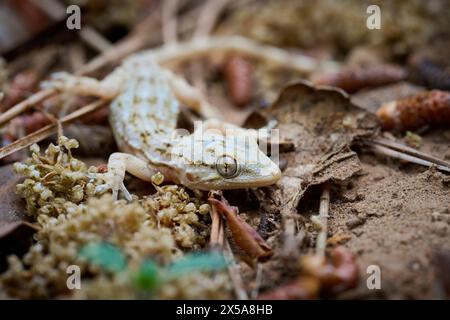 Ein Tarentola mauritanica Gecko, auch bekannt als der gewöhnliche Wandgecko, fügt sich zwischen trockenen Blättern und Zweigen in seine Umgebung ein. Stockfoto