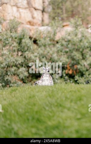 Ein Lemur mit Ringschwanz sitzt aufrecht auf einem üppigen grünen Feld und starrt direkt auf die Kamera mit einem felsigen Hintergrund und dichtem Sträucher Stockfoto