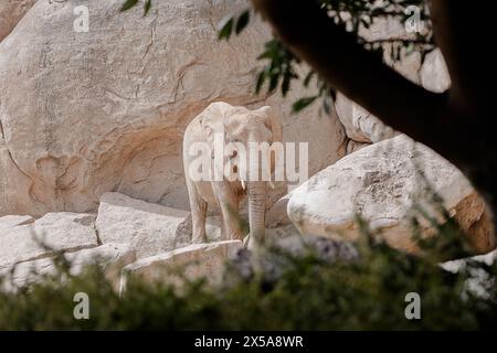 Ein Elefant steht allein inmitten großer, heller Felsen, die subtil durch das grüne Laub umrahmt sind und zu einer ruhigen und natürlichen Umgebung beitragen Stockfoto