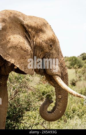 Afrikanischer Elefant aus nächster Nähe mit einem detaillierten Blick auf seine strukturierte Haut, den Stoßzahn und den Stamm inmitten von grünem Laub. Stockfoto