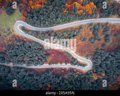 Von oben auf eine Serpentinenstraße, die durch einen farbenfrohen herbstlichen Wald in den Pyrenäen, Navarra, führt und die saisonale Schönheit des Roncal zeigt Stockfoto