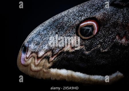 Detaillierte Makroaufnahme, die das komplizierte Flügelmuster der Großen Pfauenmotte, der größten Motte Europas, auf dunklem Hintergrund erfasst Stockfoto