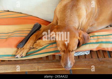 Ein ruhiger Vizsla-Mix-Hund, der auf einem gestreiften Kissen mit einem Kauspielzeug in der Nähe liegt Stockfoto