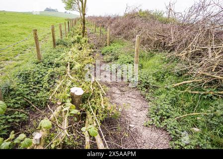 Das Überlagern von Hecken ist eine Kunst, die sowohl antik als auch umweltfreundlich ist, nicht zuletzt, weil die dichten Hecken, die es schafft, einen Korridor/Lebensraum bieten. Stockfoto