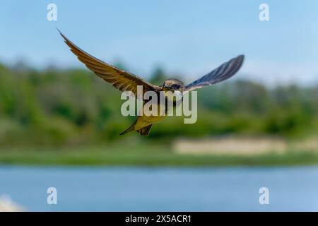 Sandstrand martin-Riparia im Flug. Stockfoto