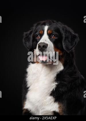 Ein liebenswerter Berner Sennenhund blickt mit warmen, seelenvollen Augen hervor, sein dreifarbiges Fell ist reich vor dem dunklen Hintergrund. Stockfoto