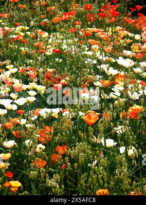 Nahaufnahme des Ziergartengrases Briza maxima und verschiedenfarbige eschscholzia californica kreatin einen Wildblumenwieneffekt. Stockfoto