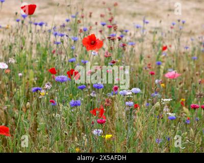 Nahaufnahme eines wilden Blumengartens mit roten Mohnblumen und blauen Maisblumen. Stockfoto