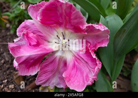 Blick von oben auf die lockigen und gerafften Blüten einer hellrosa und weißen Papageientulpe (Tulipa gesneriana) Stockfoto