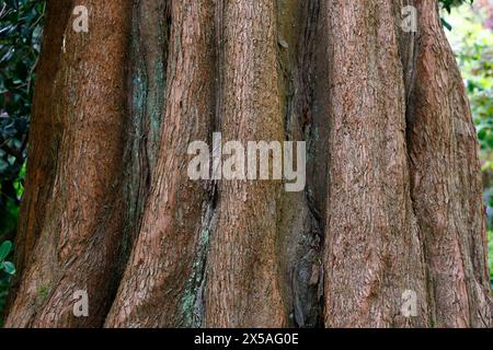 Die Nahaufnahme der orange-braunen Rinde des Morgendämmermammutbaumbaumbaumbaums Metasequoia glyptostroboides. Stockfoto