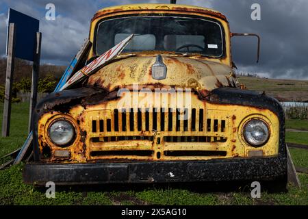 Detailansicht eines verrosteten, alten, stillgelegten alten, gelben Pickup-Trucks, der auf einem Grasfeld geparkt ist. Stockfoto