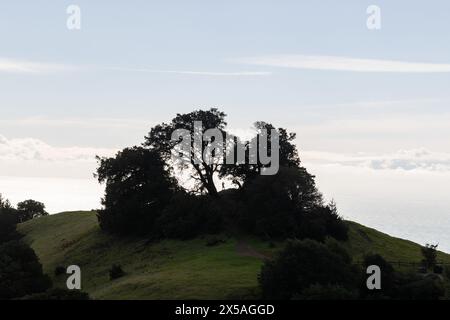 Kleine menschliche Figur in Silhouette, die ein Foto mit einem Telefon macht und perfekt von der Krone und dem Stamm eines großen Baumes eingerahmt ist. Stockfoto