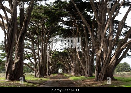 Populärer Zypressenbaumtunnel in der Point Reyes National Seashore im Marin County, Nordkalifornien. Stockfoto