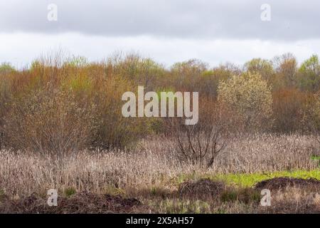 Im Frühjahr bilden die Bäume ein weiches, pastellfarbenes Bad in einem Sumpfgebiet in der Point Reyes National Seashore im Norden Kaliforniens. Stockfoto