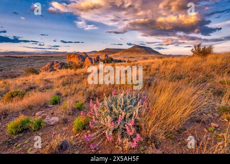 Die Stadt Rocks hat ihren Namen von den hier gefundenen vulkanischen Felsformationen. Der Park liegt in der Nähe von Deming, New Mexico. Stockfoto