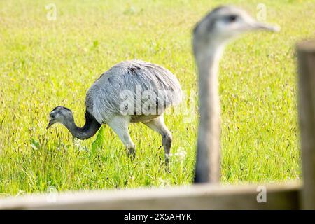 Rheas in einem Bauernfeld in West Yorkshire nahe Shelf, England, Vereinigtes Königreich, auch bekannt als ñandus[a] oder südamerikanischer Strauß, sind mittelgroße südamerikanische Laufvögel (flugunfähige Vögel ohne Kiel am Brustbein) der Ordnung Rheiformes. Sie sind mit den afrikanischen Straußen und der australischen ewu (der größten bzw. der zweitgrößten lebenden Laufvögel) in entfernter Entfernung verwandt, wobei Rheas in Höhe und Gesamtgröße knapp hinter der ewu liegen. Stockfoto