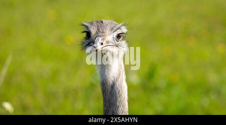 Rheas in einem Bauernfeld in West Yorkshire nahe Shelf, England, Vereinigtes Königreich, auch bekannt als ñandus[a] oder südamerikanischer Strauß, sind mittelgroße südamerikanische Laufvögel (flugunfähige Vögel ohne Kiel am Brustbein) der Ordnung Rheiformes. Sie sind mit den afrikanischen Straußen und der australischen ewu (der größten bzw. der zweitgrößten lebenden Laufvögel) in entfernter Entfernung verwandt, wobei Rheas in Höhe und Gesamtgröße knapp hinter der ewu liegen. Stockfoto
