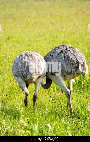 Rheas in einem Bauernfeld in West Yorkshire nahe Shelf, England, Vereinigtes Königreich, auch bekannt als ñandus[a] oder südamerikanischer Strauß, sind mittelgroße südamerikanische Laufvögel (flugunfähige Vögel ohne Kiel am Brustbein) der Ordnung Rheiformes. Sie sind mit den afrikanischen Straußen und der australischen ewu (der größten bzw. der zweitgrößten lebenden Laufvögel) in entfernter Entfernung verwandt, wobei Rheas in Höhe und Gesamtgröße knapp hinter der ewu liegen. Stockfoto