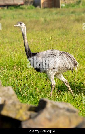 Rheas in einem Bauernfeld in West Yorkshire nahe Shelf, England, Vereinigtes Königreich, auch bekannt als ñandus[a] oder südamerikanischer Strauß, sind mittelgroße südamerikanische Laufvögel (flugunfähige Vögel ohne Kiel am Brustbein) der Ordnung Rheiformes. Sie sind mit den afrikanischen Straußen und der australischen ewu (der größten bzw. der zweitgrößten lebenden Laufvögel) in entfernter Entfernung verwandt, wobei Rheas in Höhe und Gesamtgröße knapp hinter der ewu liegen. Stockfoto
