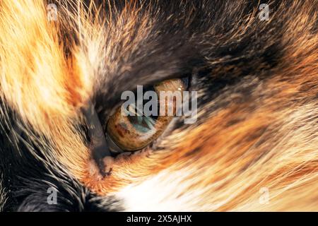 Eine Nahaufnahme eines häuslichen kurzhaarigen Calico Cats Auge, das seine einzigartigen Farben und die Schlitzpupille zeigt. Calico-Katzen sind kleine bis mittelgroße Fleischfresser in t Stockfoto