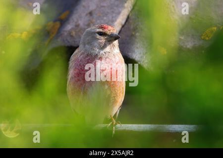 Bunte männliche Nahaufnahme des gemeinsamen Linnets (Linaria cannabina) Stockfoto