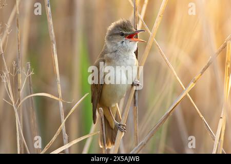 Großer Schilfkälber, der in der Paarungszeit singt (Acrocephalus arundinaceus) Stockfoto