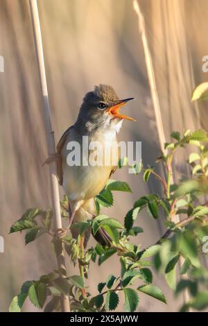 Männlicher Sumpfkitzler, der in der Brutsaison singt (Acrocephalus palustris); Wildvogel in natürlicher Umgebung Stockfoto