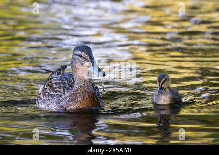 Mutter Stockenten-Ente mit jungen Küken (Anas platyhnynchos), die auf dem Teich schwimmen Stockfoto