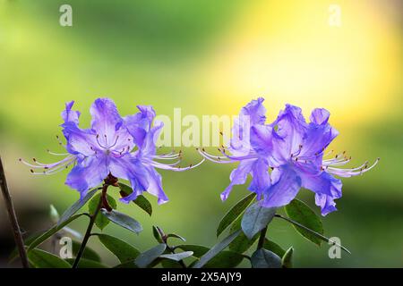 Violette Blüten in wunderschönem Sonnenuntergangslicht, fokussiertes Stapelbild Stockfoto